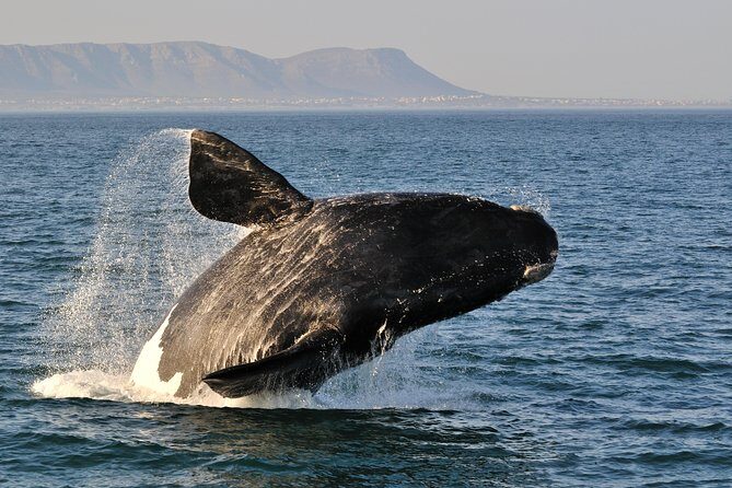 From Cape Town: Full Day Guided Hermanus and Whale Tour - Key Points