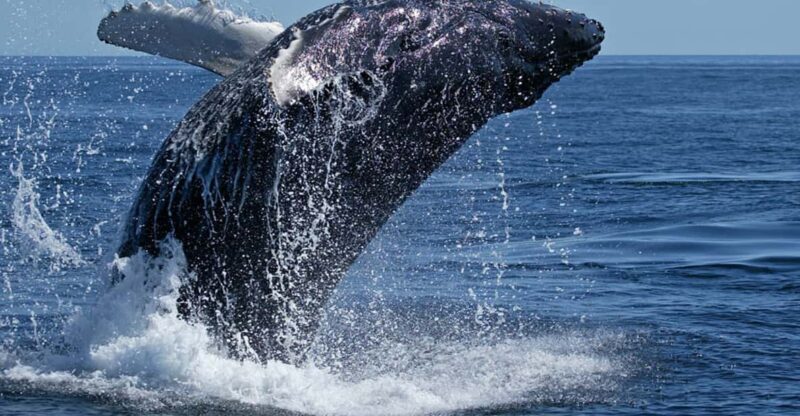 From Cape Town: Full Day Tour to Hermanus - Key Points