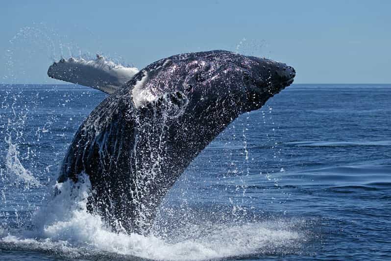 From Cape Town: Full Day Tour to Hermanus - An In-Depth Look at the Hermanus Full Day Tour