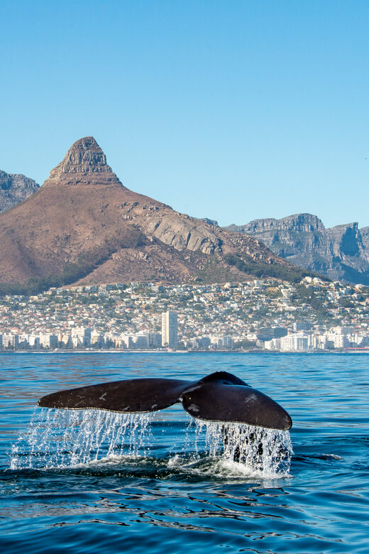 From Cape Town: Full Day Tour to Hermanus - The Sum Up