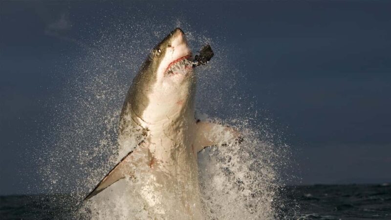 From Cape Town: Gans Bay Shark Cage Diving - What to Expect: A Day in Gansbaai