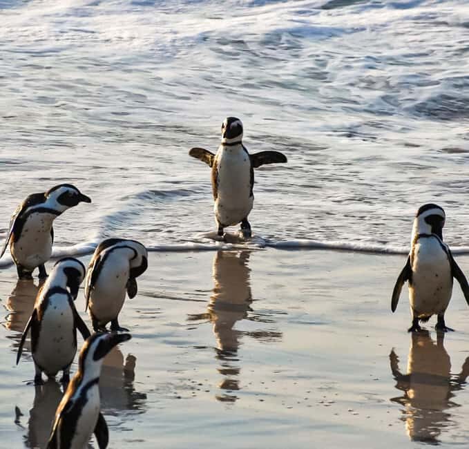 From Cape Town: Half Day Cape Point & Penguins Tour - FAQ