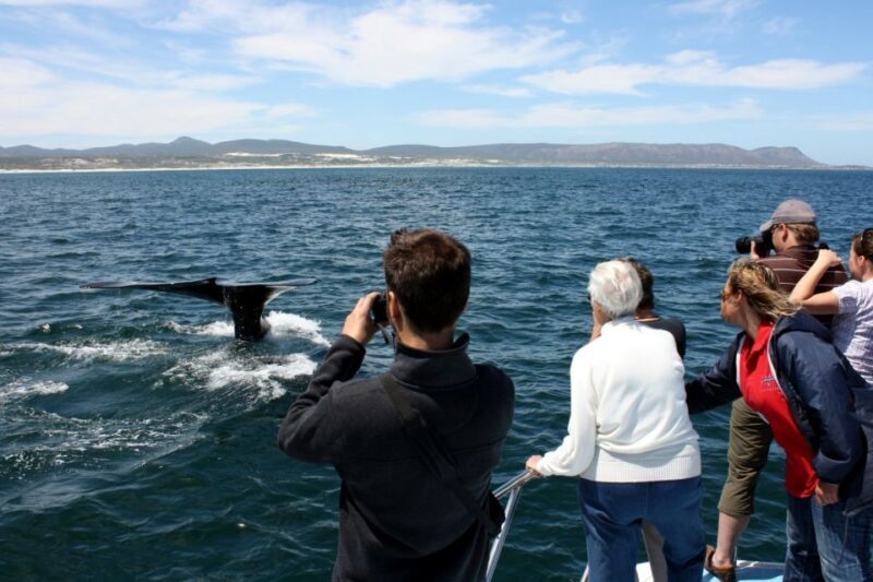 From Cape Town: Hermanus Whale Watching Boat Trip - Key Points