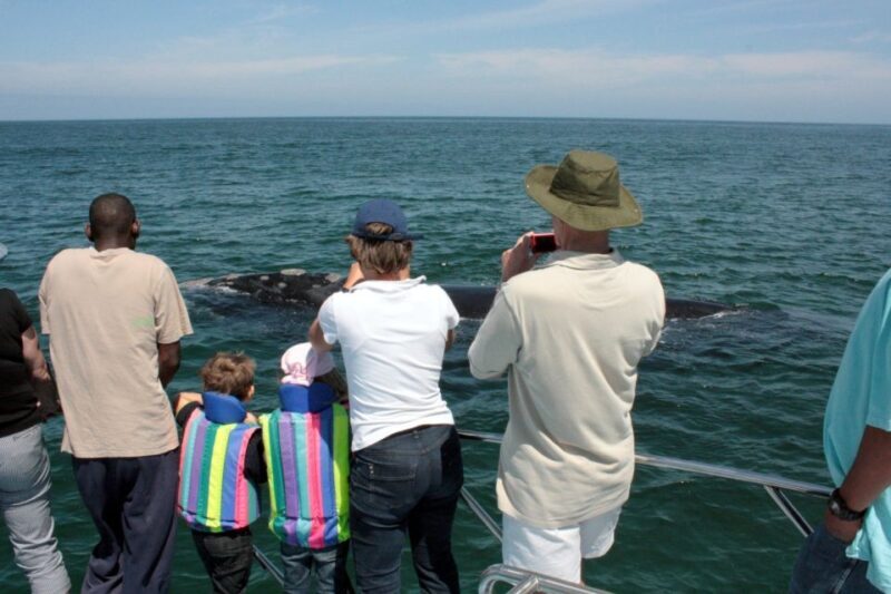 From Cape Town: Hermanus Whale Watching Boat Trip - An In-depth Look at the Hermanus Whale Watching Boat Trip