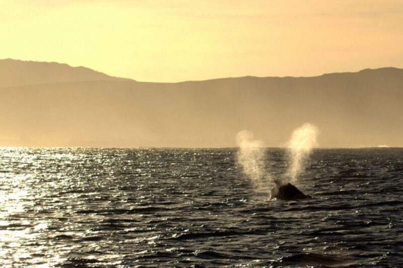 From Cape Town: Hermanus Whale Watching Boat Trip - Frequently Asked Questions