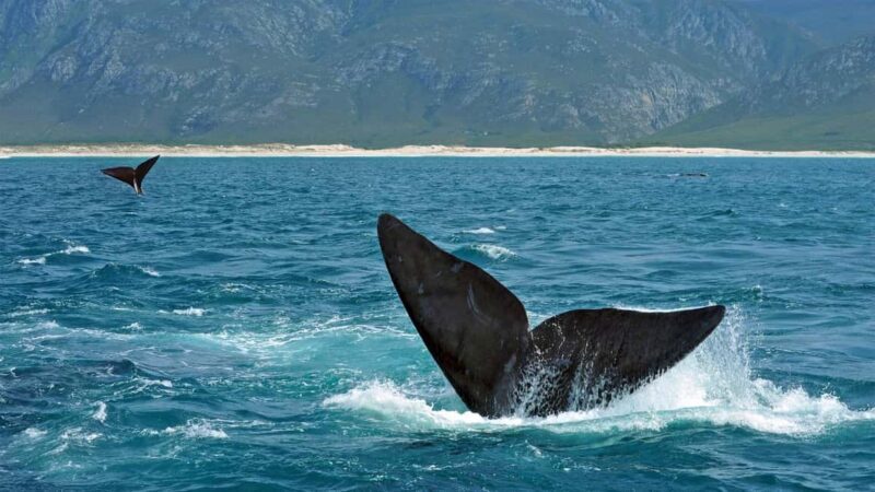 From Cape Town: Hermanus Whale Watching Full Day Tour - Hermanus Town Exploration