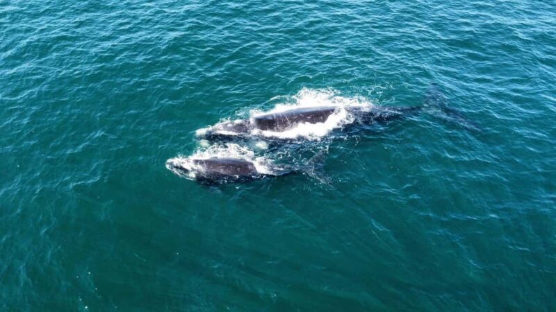From Cape Town: Hermanus Whale Watching Tour with Boat Trip - A Practical and Authentic Whale-Watching Experience