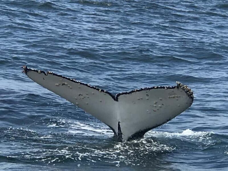 From Cape Town: Hermanus Whale Watching Tour with Boat Trip - Who This Tour Is Best For