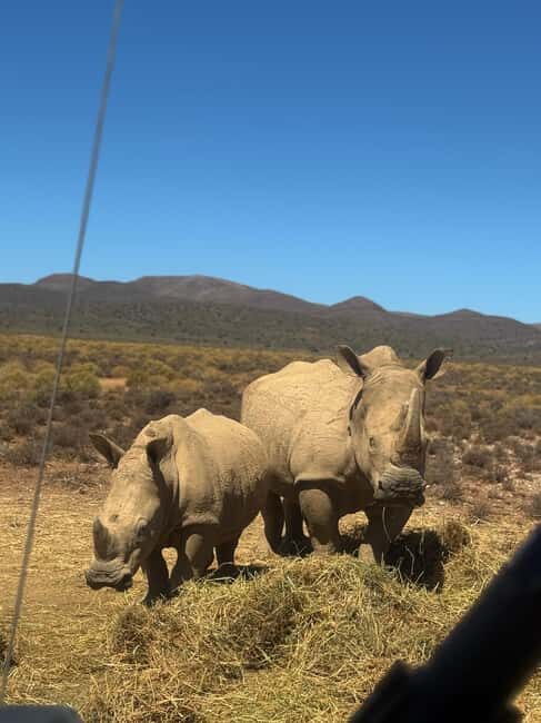 From Cape Town: Safari & Wine Tour - Key Points