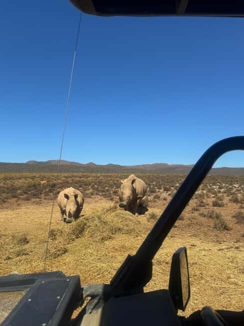 From Cape Town: Safari & Wine Tour - An In-Depth Look at the Experience