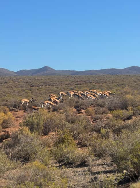 From Cape Town: Safari & Wine Tour - Who Will This Tour Suit Best?
