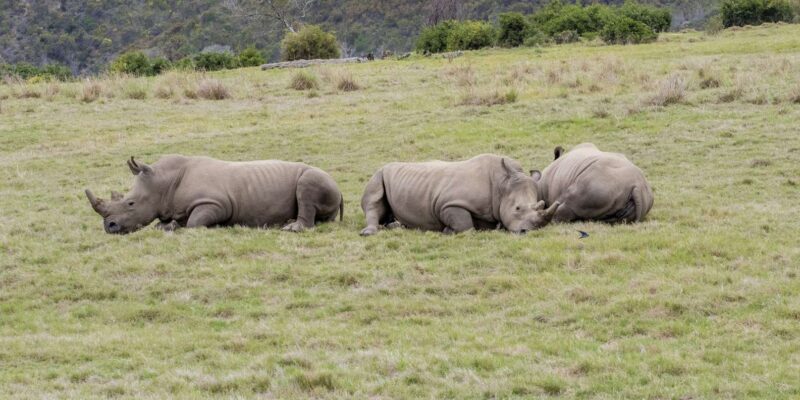 From Cape Town: South African Wildlife and Safari 2-Day Tour - Introduction