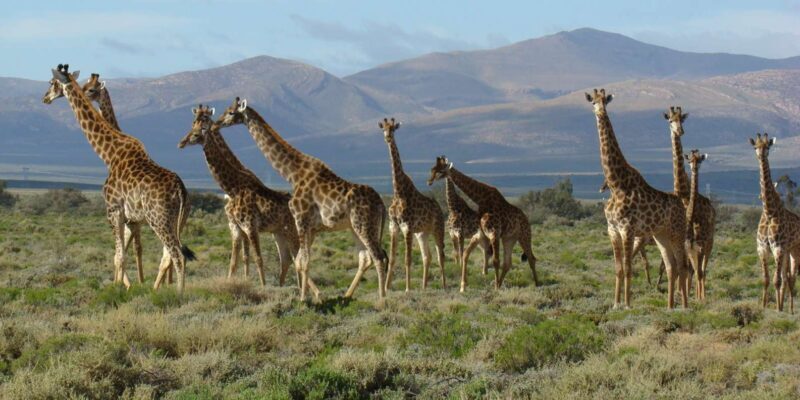 From Cape Town: South African Wildlife and Safari 2-Day Tour - Authentic Experiences and Real Traveler Feedback