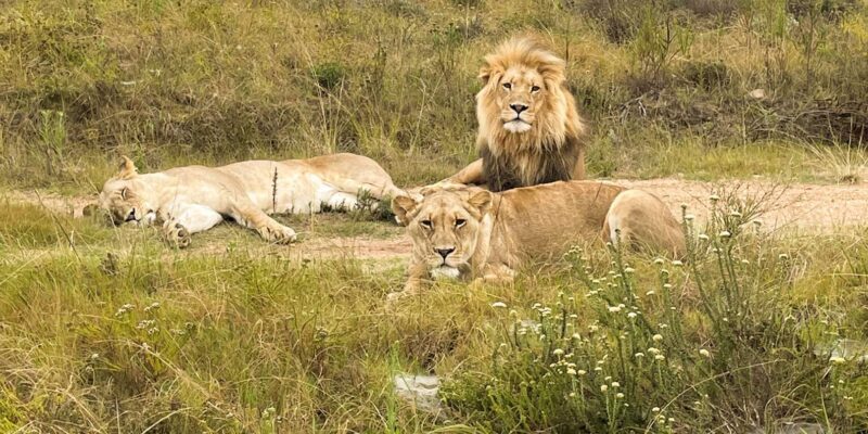 From Cape Town: South African Wildlife and Safari 2-Day Tour - FAQ