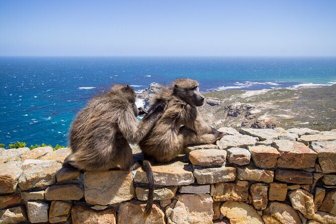 From Cape Town: Table Mountain, Cape of Good Hope & Penguins including Park Fees - The Full Experience: An In-Depth Look at the Tour