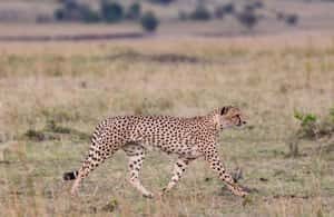 From Cape Town: Victoria Falls Highlights 2-Day Tour - Additional Activities and Flexibility