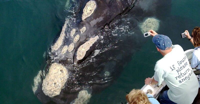 From Cape Town: Whale Watching Tour in Hermanus and Gansbaai - A Deep Dive Into the Full-Day Whale Watching and Coastal Adventure