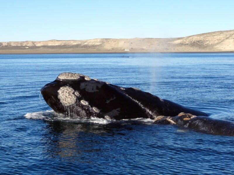 From Cape Town: Whale Watching Tour in Hermanus and Gansbaai - Who Will Appreciate This Tour?