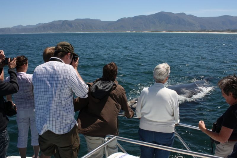 From Cape Town: Whale Watching Tour in Hermanus and Gansbaai - FAQ