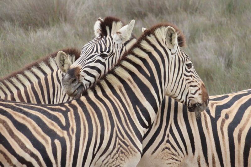 From Cape Town: Wildlife Safari, Olive, Beer & Wine Tasting - A Practical Look at the Cape West Coast Wildlife Safari, Olive, Beer & Wine Tasting Tour