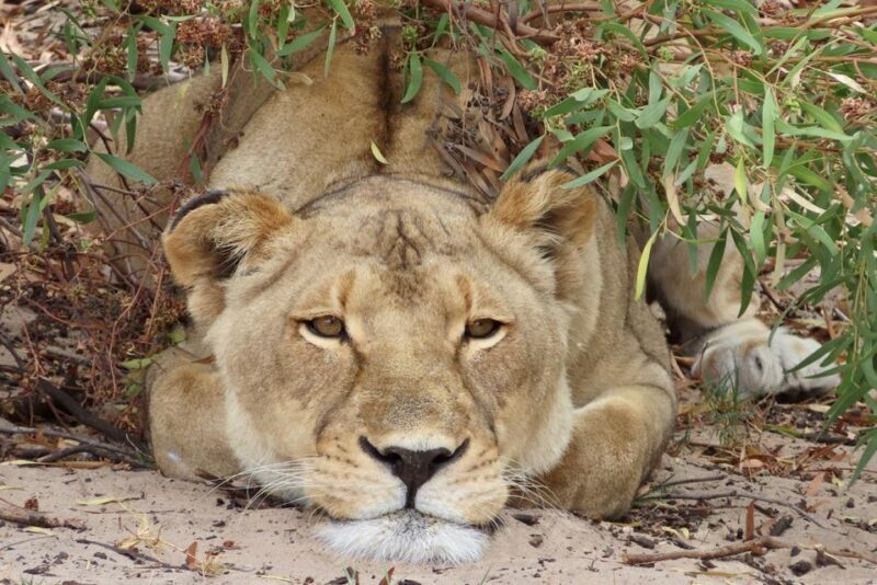 From Cape Town: Wildlife Safari, Olive, Beer & Wine Tasting - Key Points