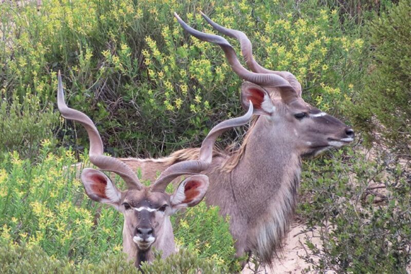 From Cape Town: Wildlife Safari, Olive, Beer & Wine Tasting - The Wildlife Safari Experience