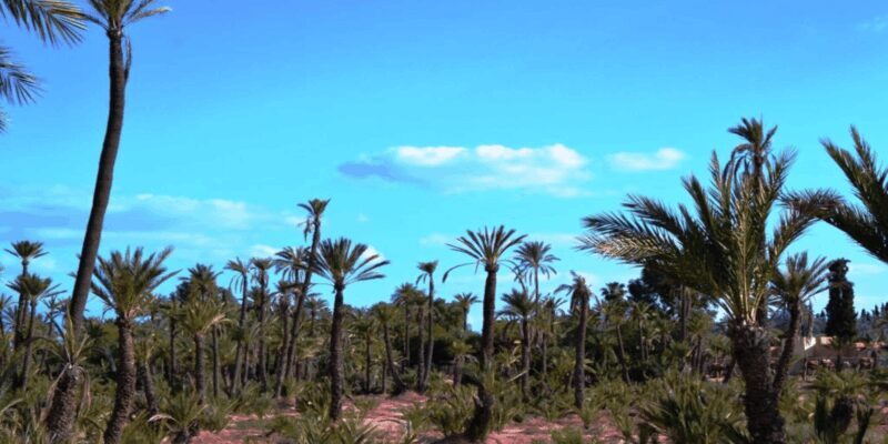 From Casablanca: Day Trip to Marrakech with Camel Ride - Who Will Love This Tour?