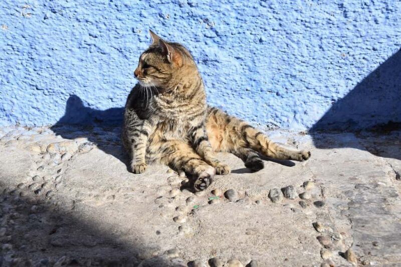 From Casablanca: Rabat, Tanger, Chefchaouen & Fes 5-Day Tour - Key Points