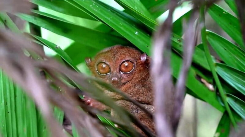 From Cebu: Bohol Countryside & Buffet Lunch Exclusive Tour - Final Thoughts: Is This Tour for You?