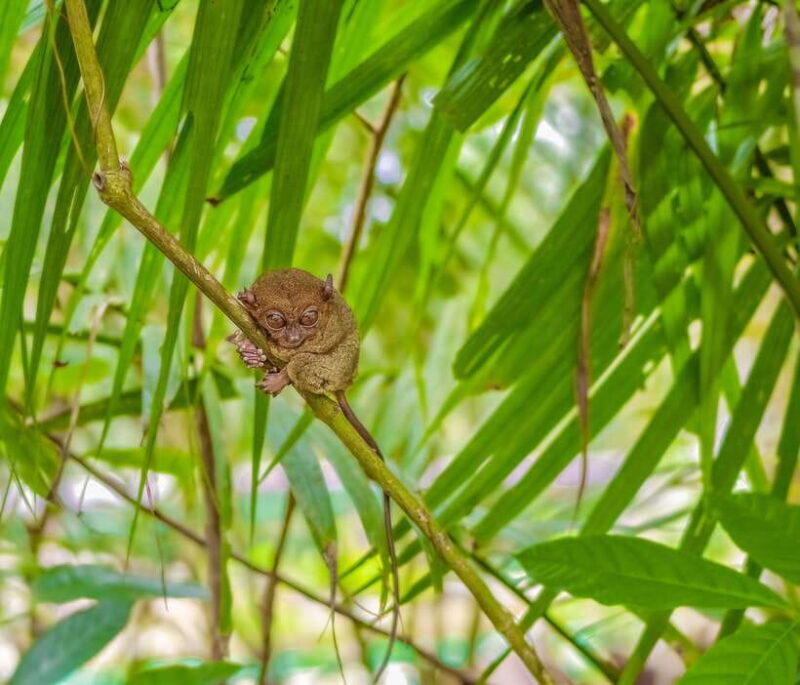 From Cebu City: Bohol Countryside Tour w/ Loboc Cruise Lunch - Key Points