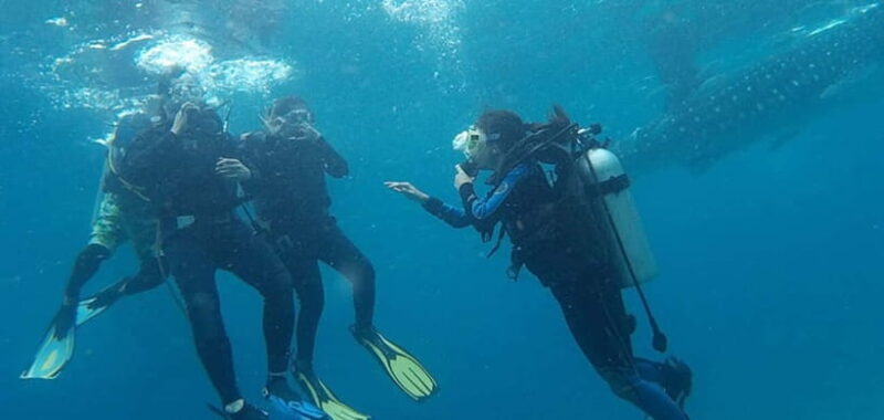 From Cebu City: Scuba Diving with Whale Sharks Trip in Oslob - Key Points