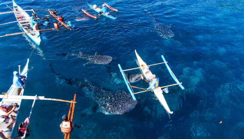 From Cebu City: Scuba Diving with Whale Sharks Trip in Oslob - Practical Tips for Future Travelers