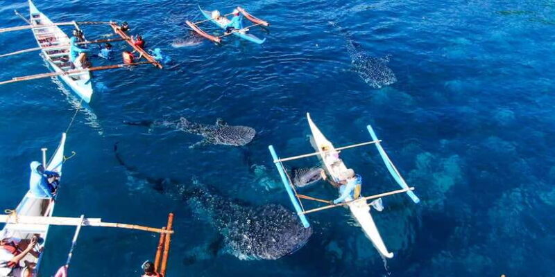 From Cebu City: Scuba Diving with Whale Sharks Trip in Oslob - Who Should Book This Tour?