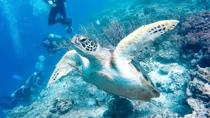 From Cebu:Pamilacan, Virgin Island, Dolphin Watching & Lunch - An In-Depth Look at the Tour
