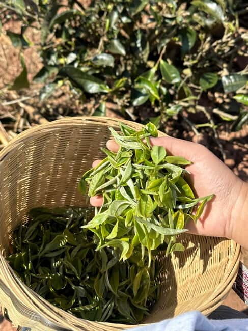 From Chengdu: Tea Garden, Bamboo Weaving & Ancient Town Tour - Key Points