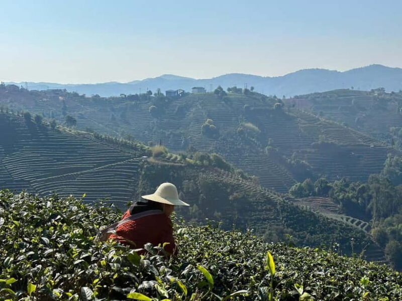 From Chengdu: Tea Garden, Bamboo Weaving & Ancient Town Tour - Practical Details and Value