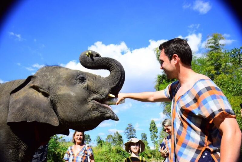 From Chiang Mai: Elephant Care Program and Nursery Tour - Who Should Book This Tour?