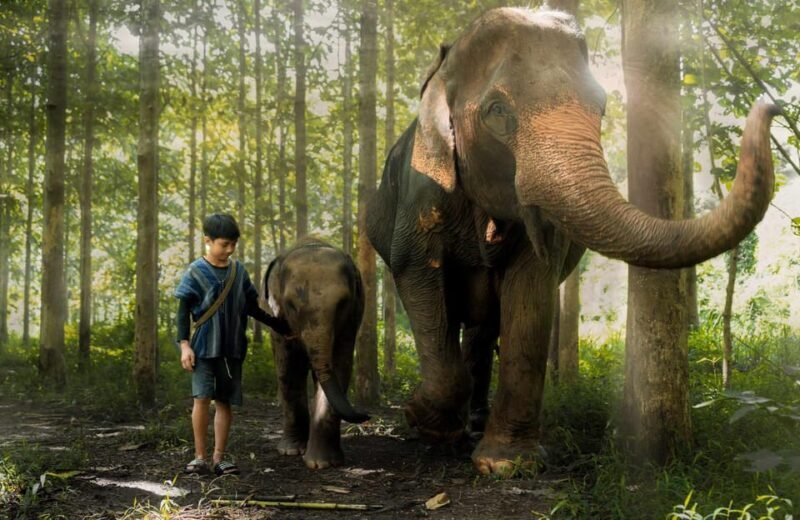 From Chiang Mai: Kerchor Eco Elephant Park Tour - Learning About Elephant Care and Conservation