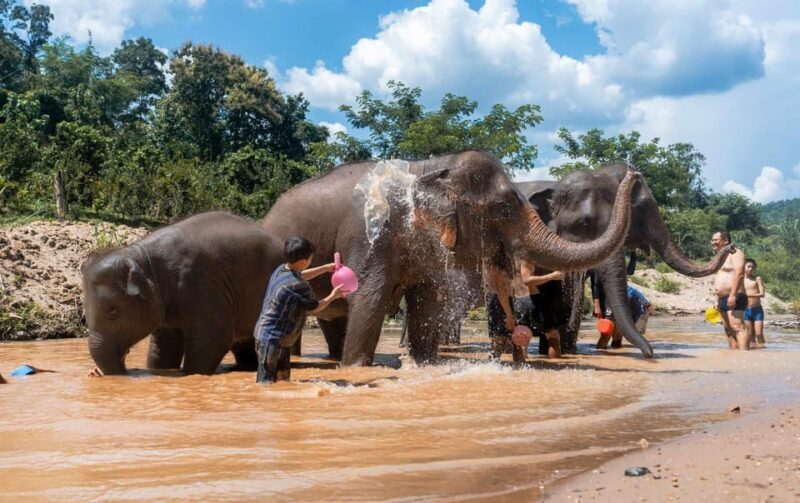 From Chiang Mai: Kerchor Eco Elephant Park Tour - A Thai Lunch and Relaxation