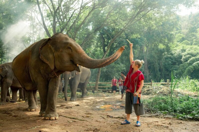 From Chiang Mai: Kerchor Eco Elephant Park Tour - Returning to Chiang Mai