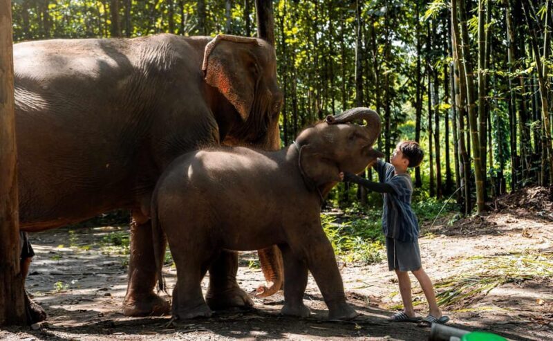 From Chiang Mai: Kerchor Eco Elephant Park Tour - Why It’s Worth It