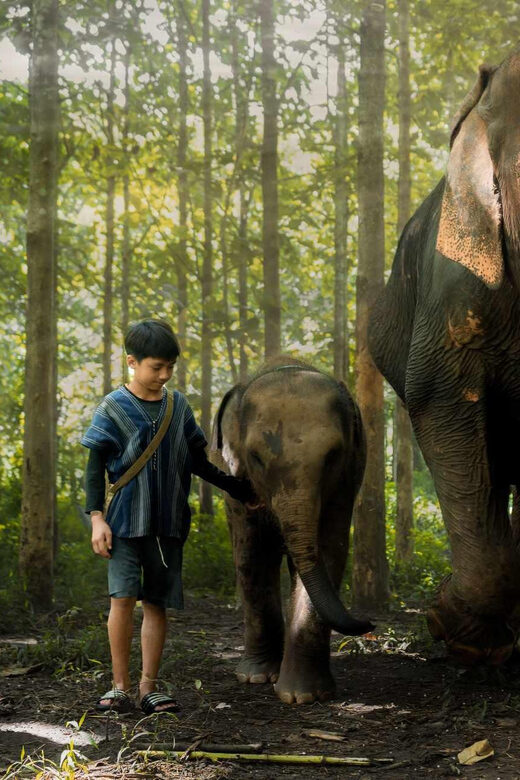 From Chiang Mai: Kerchor Eco Elephant Park Tour - In summary