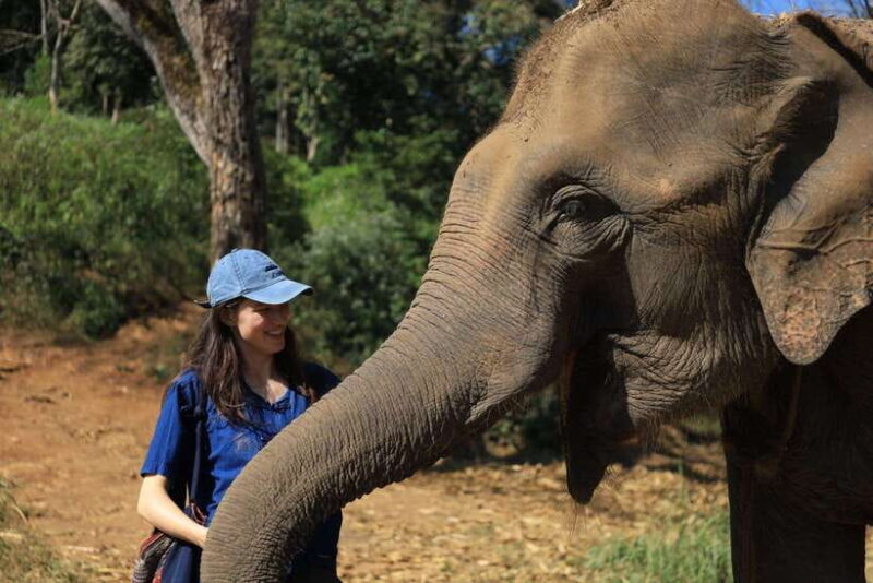 From Chiang Mai: Living Green Elephant Sanctuary Tour - Key Points