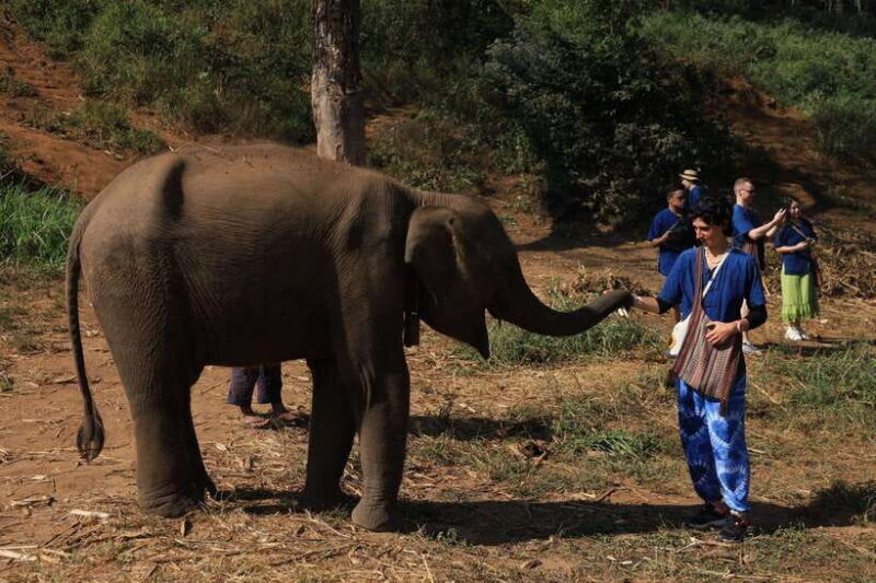 From Chiang Mai: Living Green Elephant Sanctuary Tour - An In-Depth Look at the Living Green Elephant Sanctuary Tour