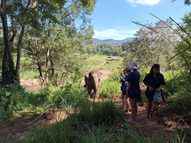 From Chiang Mai: Living Green Elephant Sanctuary Tour - The Sum Up