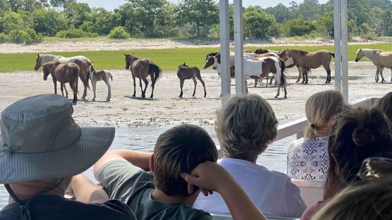 From Chincoteague Island: Assateague Island Boat Tour - Exploring the Assateague Island Boat Tour in Detail