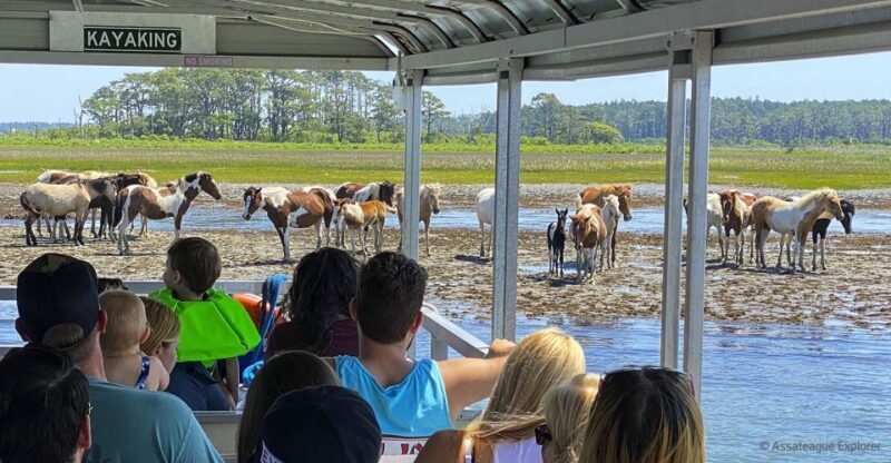 From Chincoteague Island: Assateague Island Boat Tour - The Sum Up