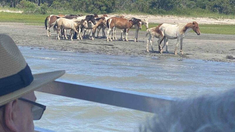 From Chincoteague Island: Assateague Island Boat Tour - FAQ