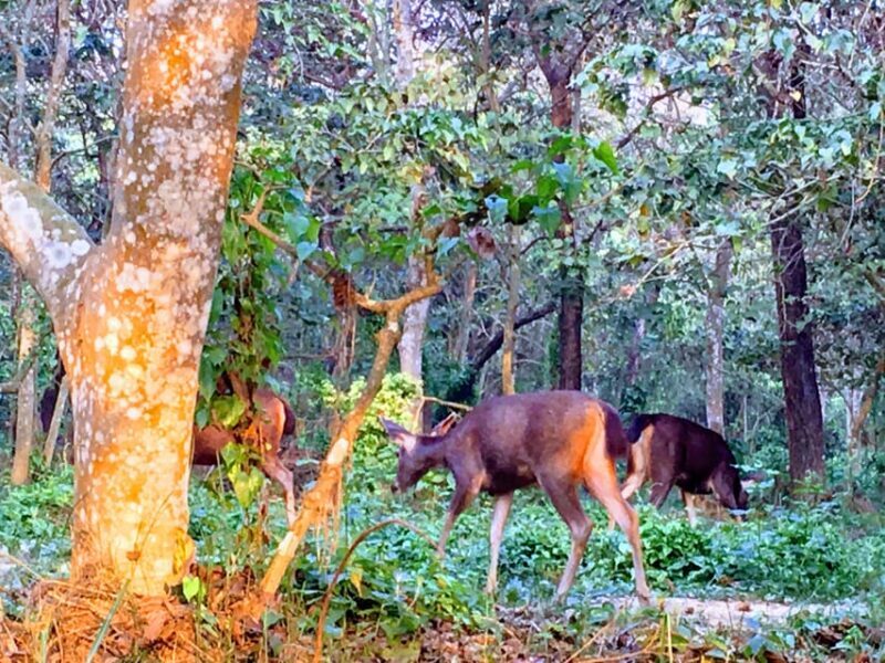 From Chitwan: Half Day Caneoing & jungle walk with Guide - FAQs