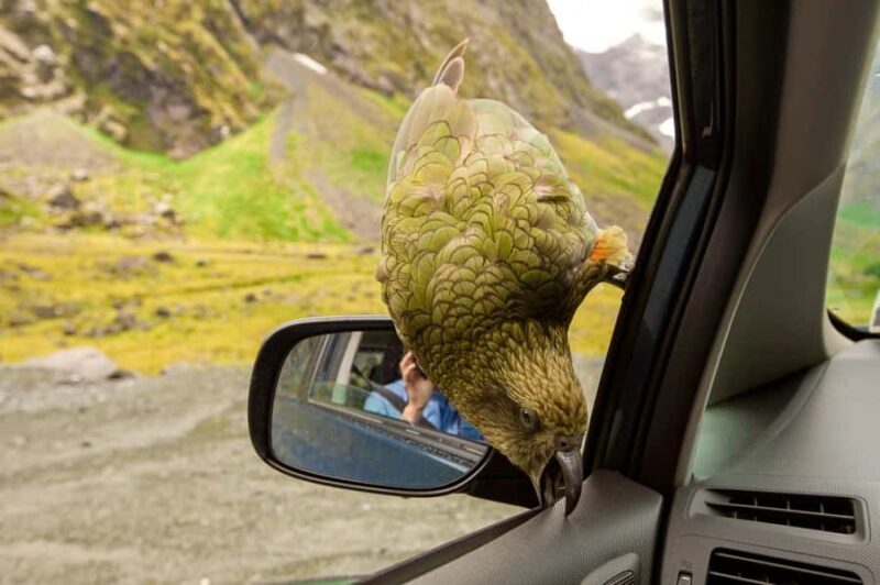 From Christchurch: Arthur's Pass with TranzAlpine & Lunch - Pricing and Value